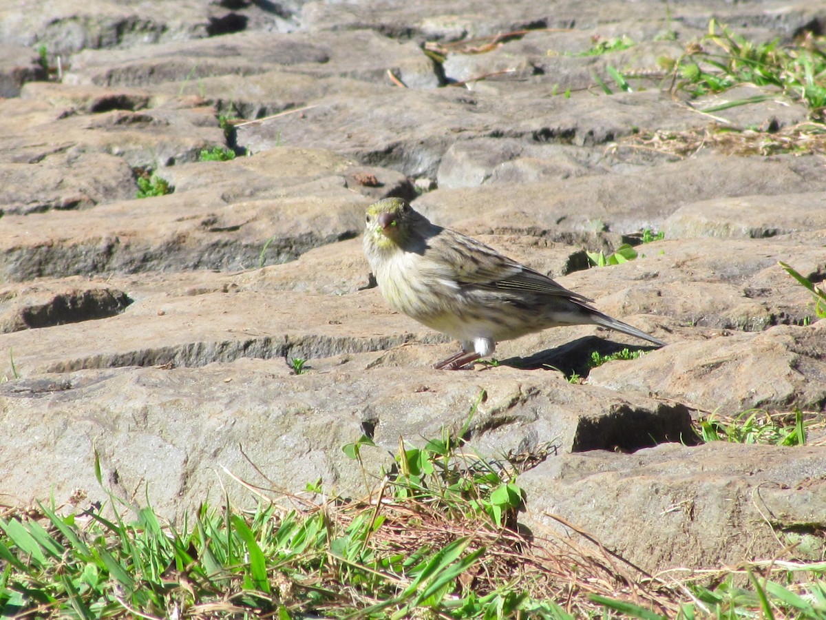 Island Canary - ML646909285