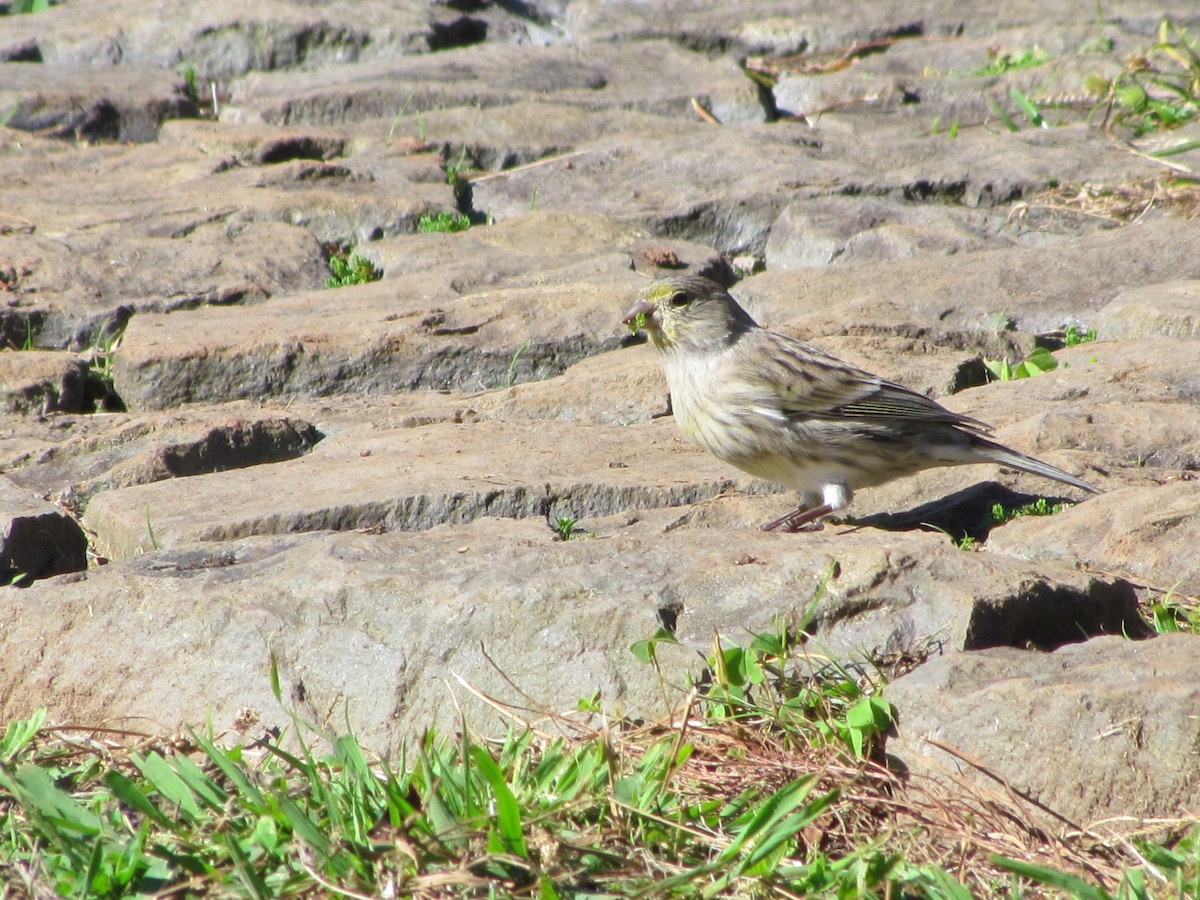 Island Canary - ML646909286