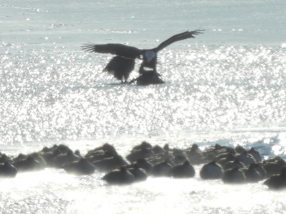 Белоголовый орлан - ML646909287