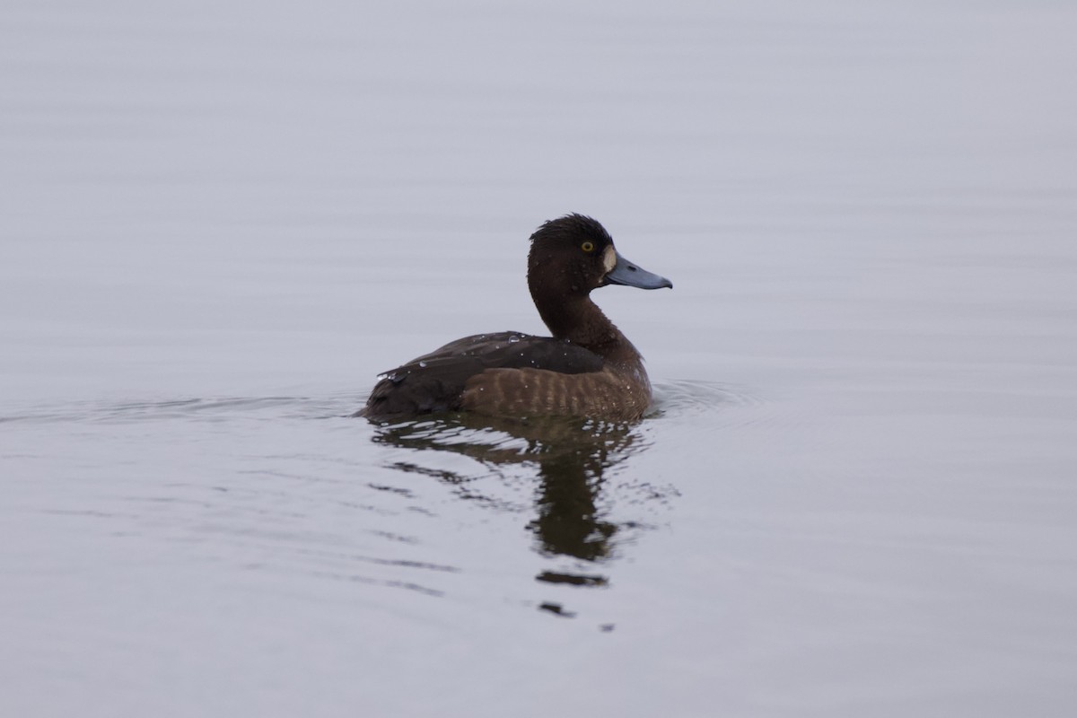 Tufted Duck - ML646909289
