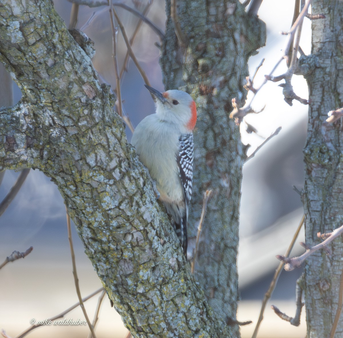 Red-bellied Woodpecker - ML646909290