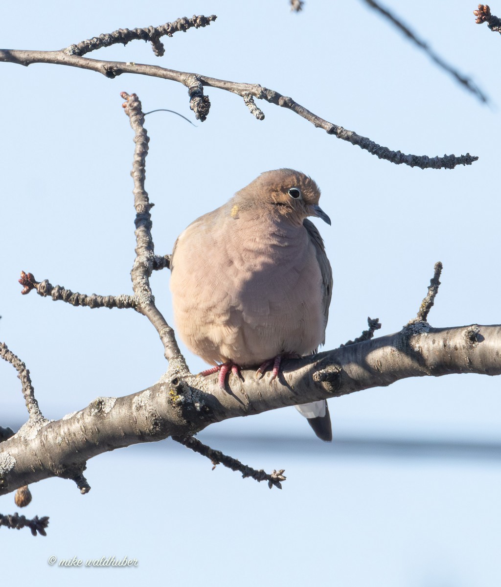 Mourning Dove - ML646909291