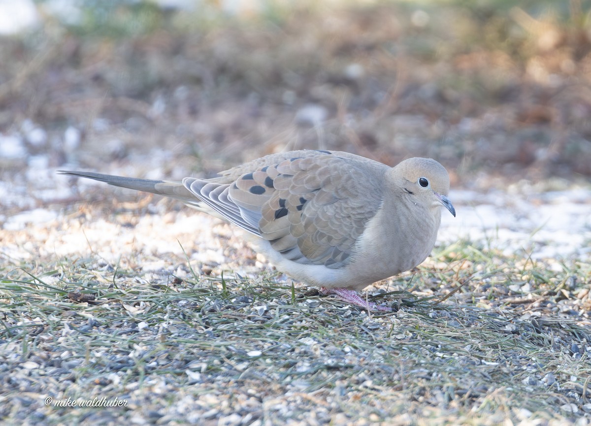 Mourning Dove - ML646909292