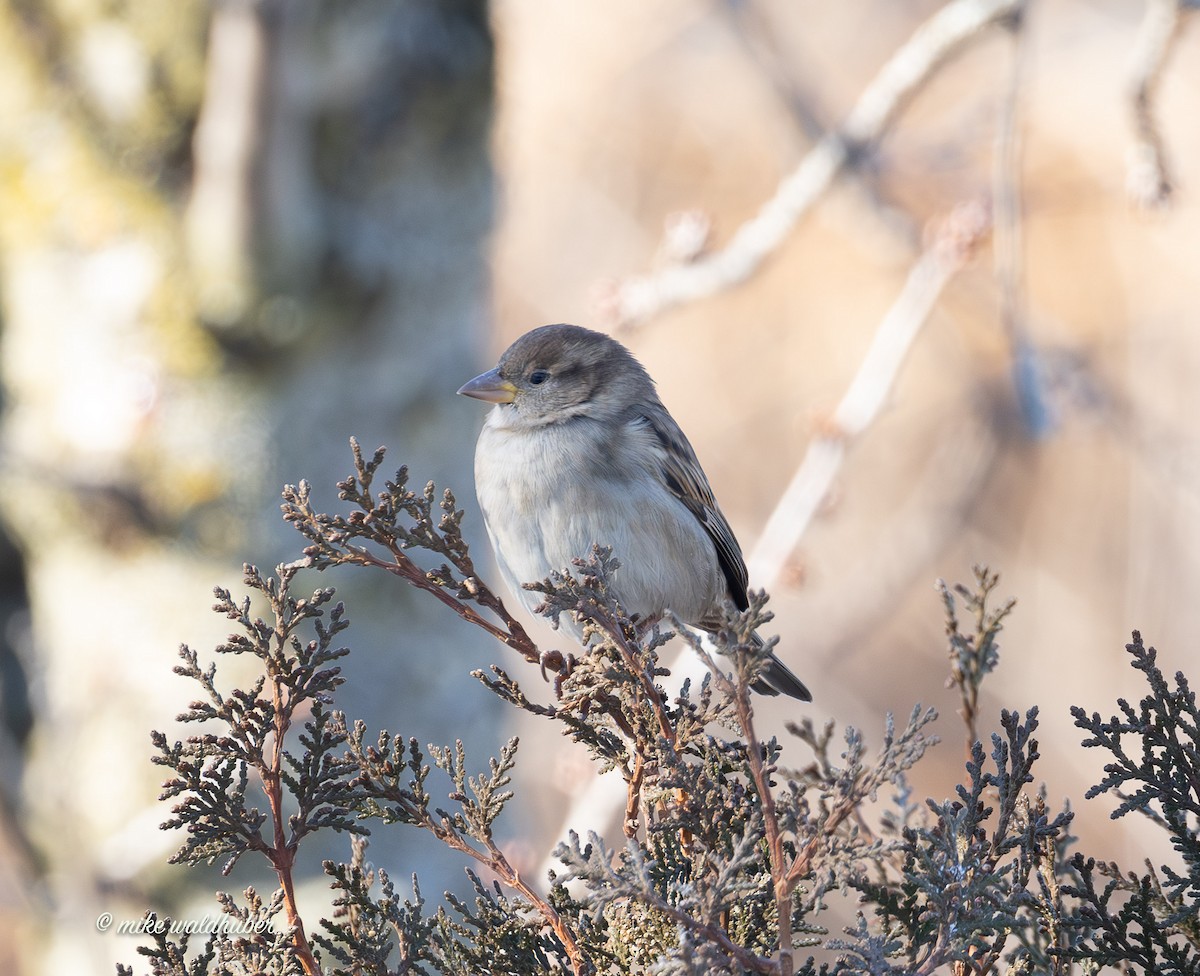 House Sparrow - ML646909293