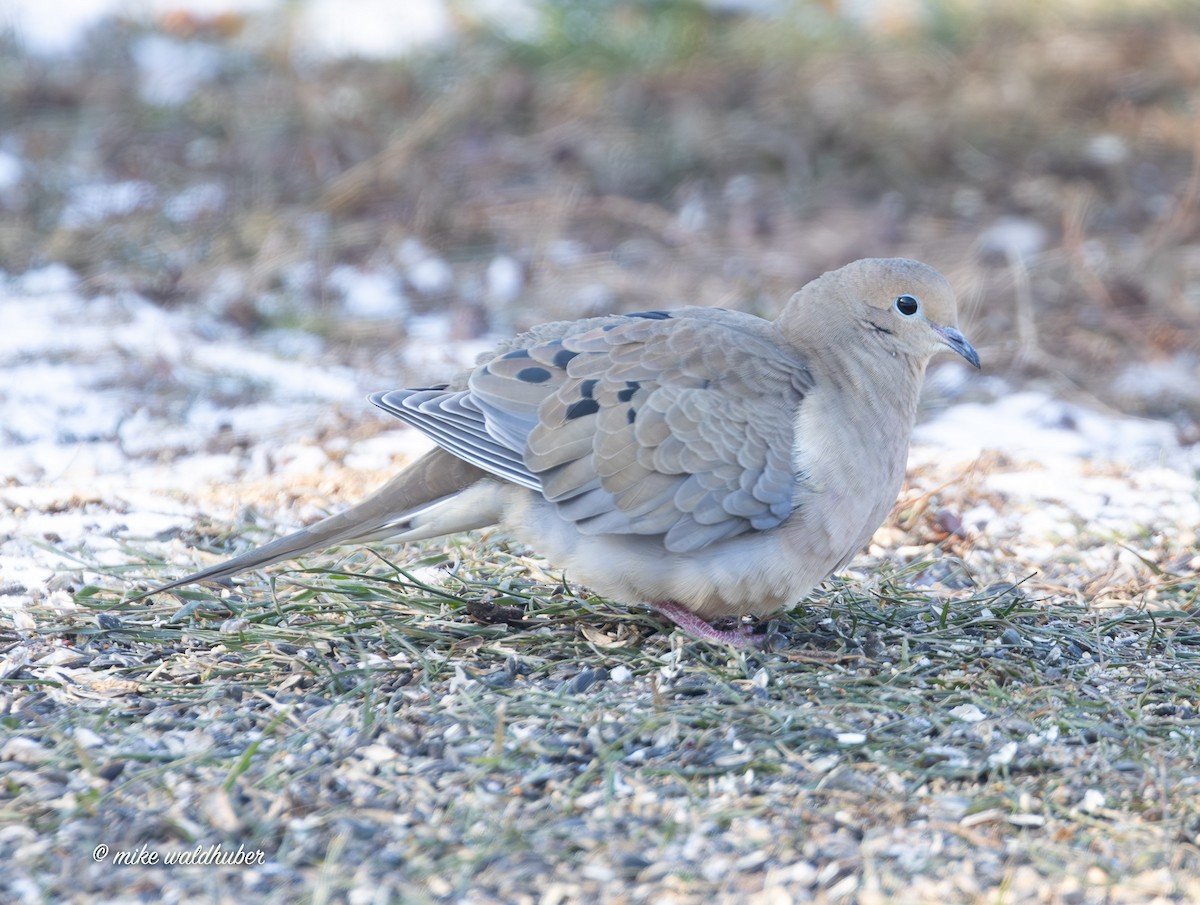 Mourning Dove - ML646909294