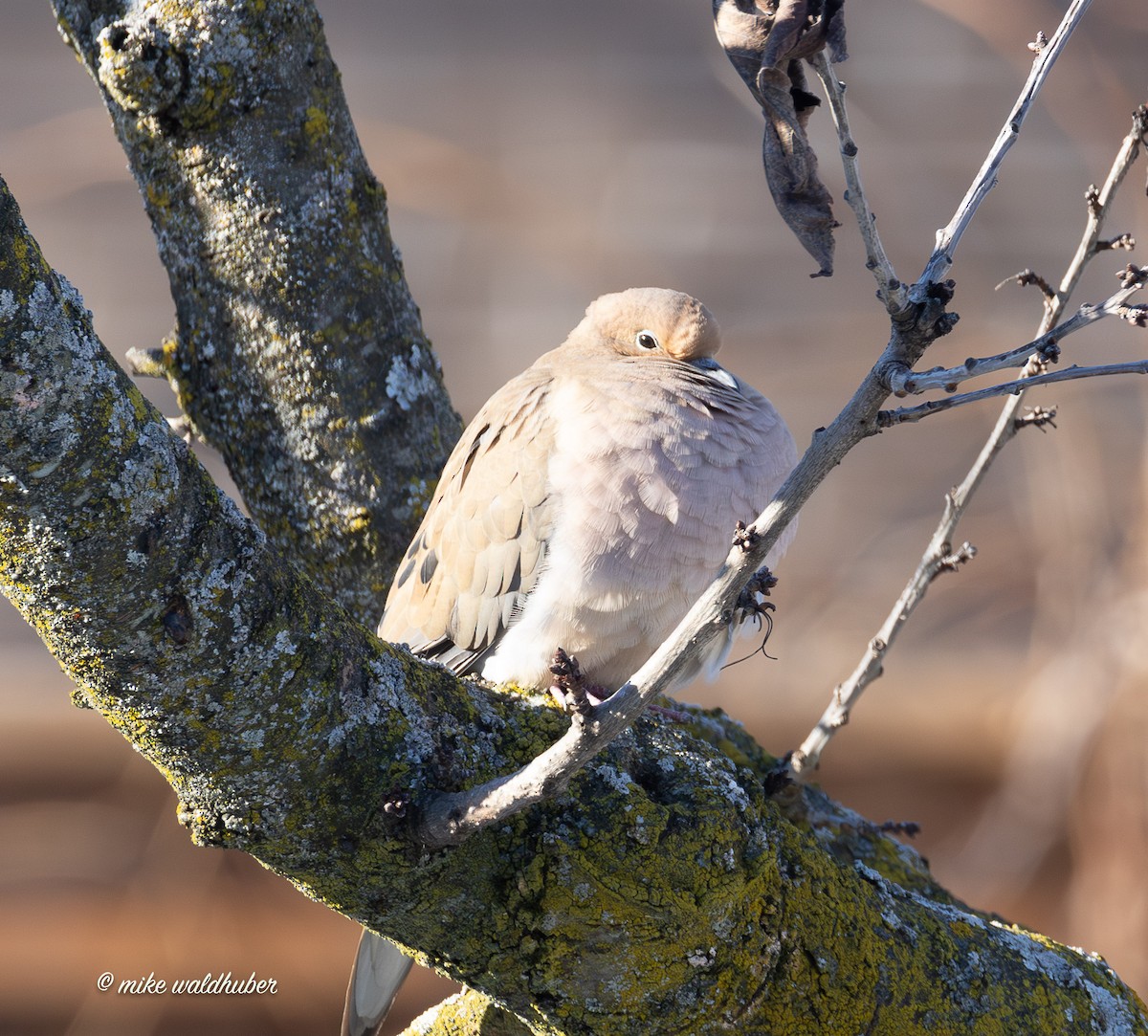 Mourning Dove - ML646909295