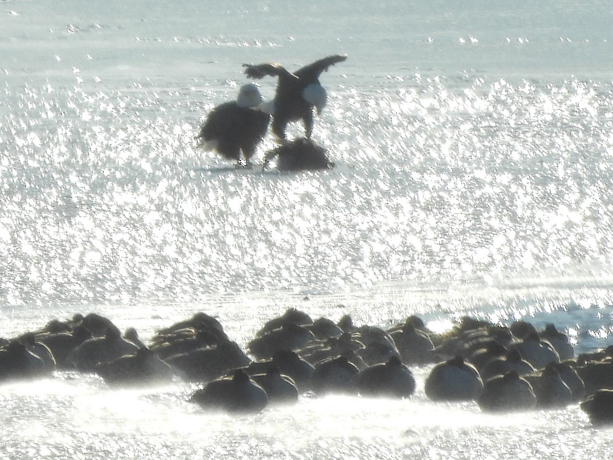 Белоголовый орлан - ML646909297