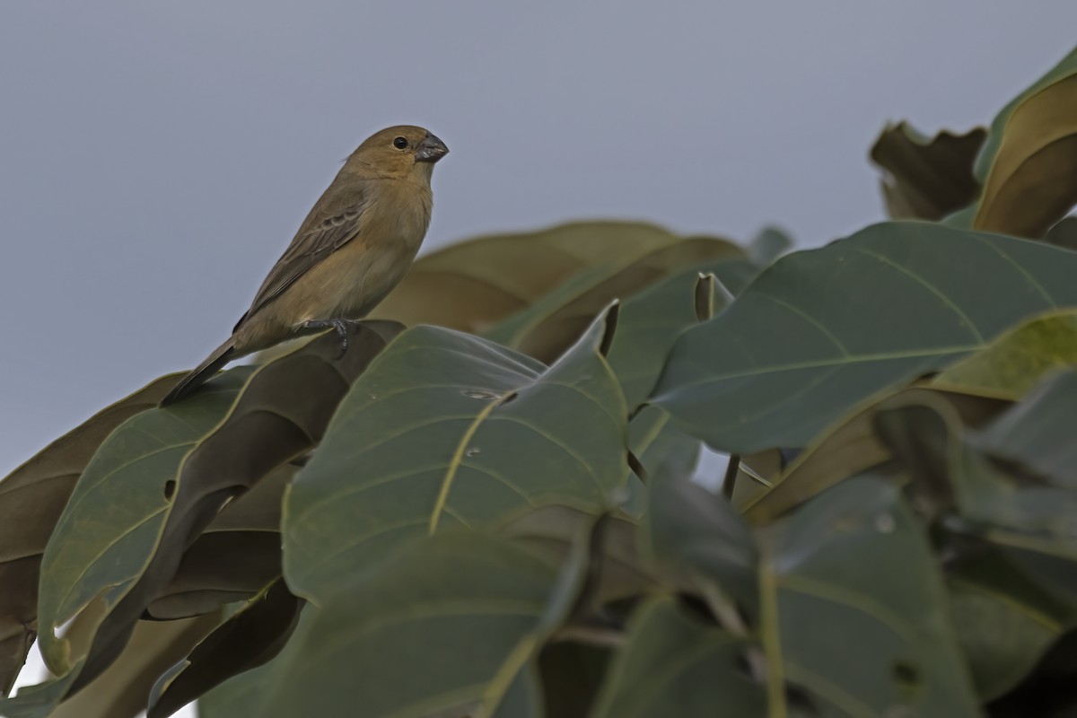 アシグロヒメウソ - ML646909299