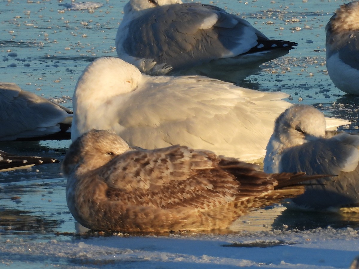 Gavión Hiperbóreo - ML646909300