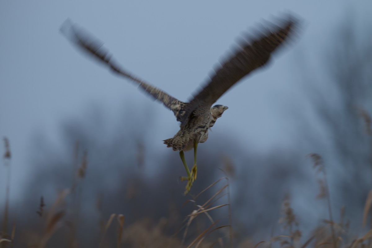 Eurasian Bittern - ML646909302