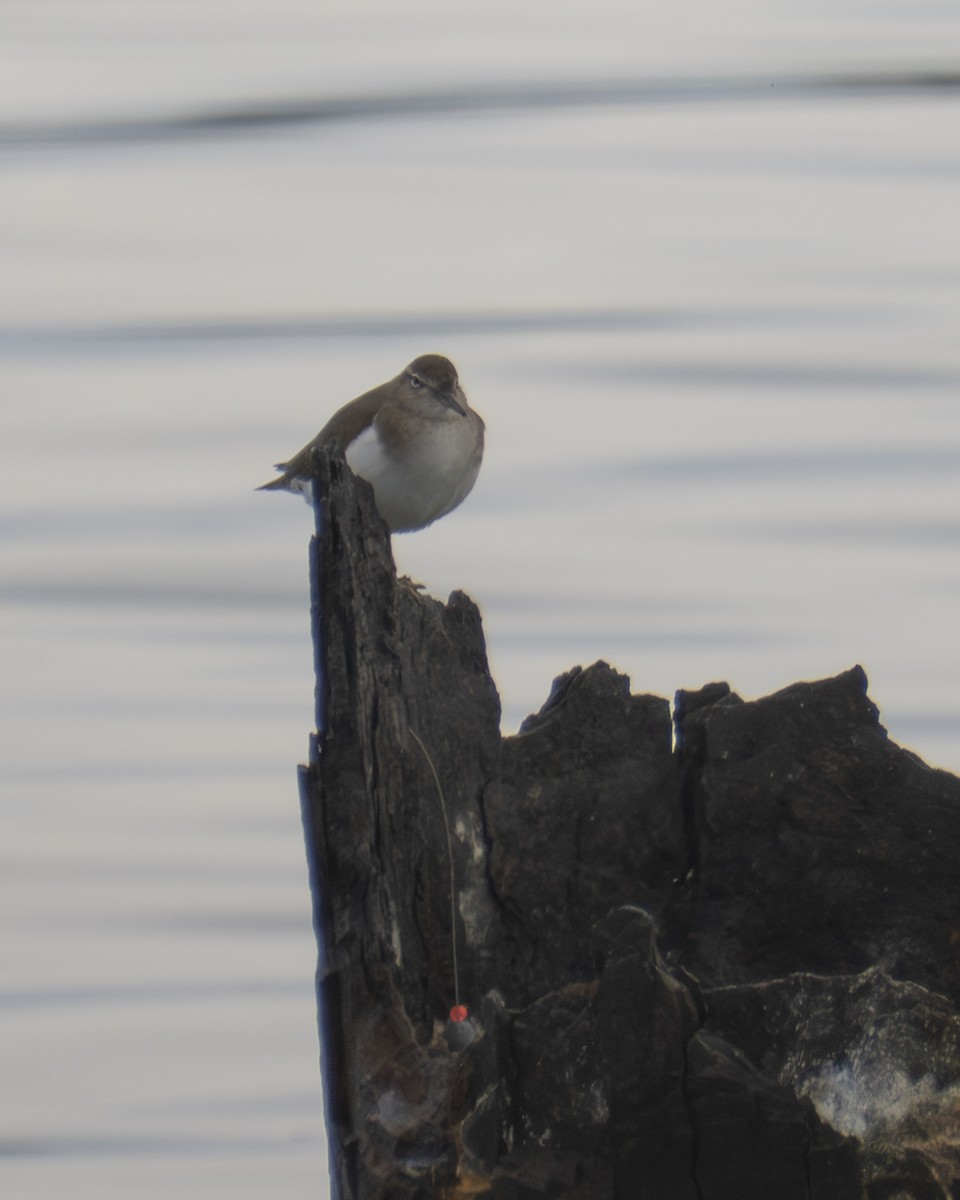 Spotted Sandpiper - ML646909304
