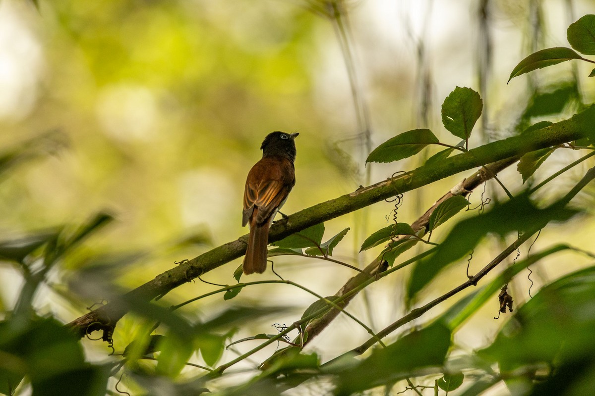 Black Paradise-Flycatcher - ML646909311