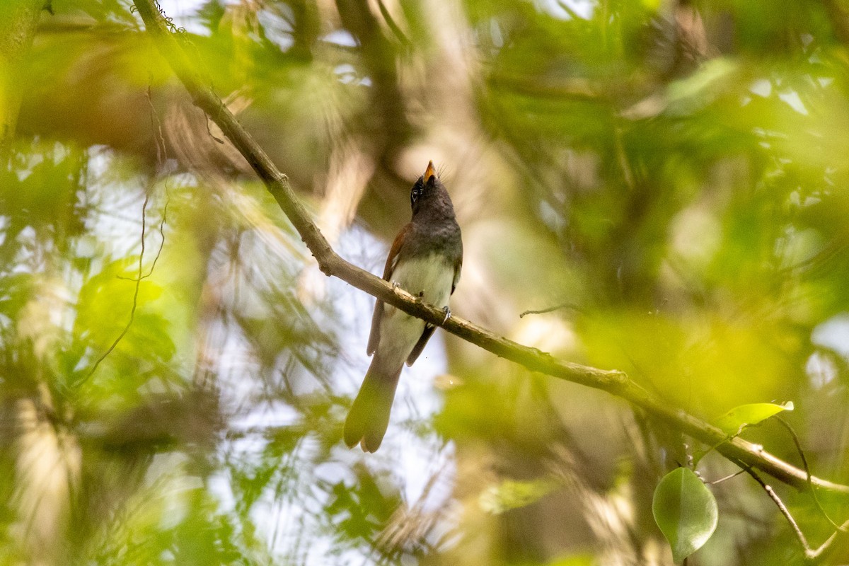 Black Paradise-Flycatcher - ML646909312
