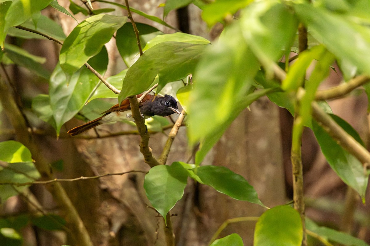 Black Paradise-Flycatcher - ML646909313