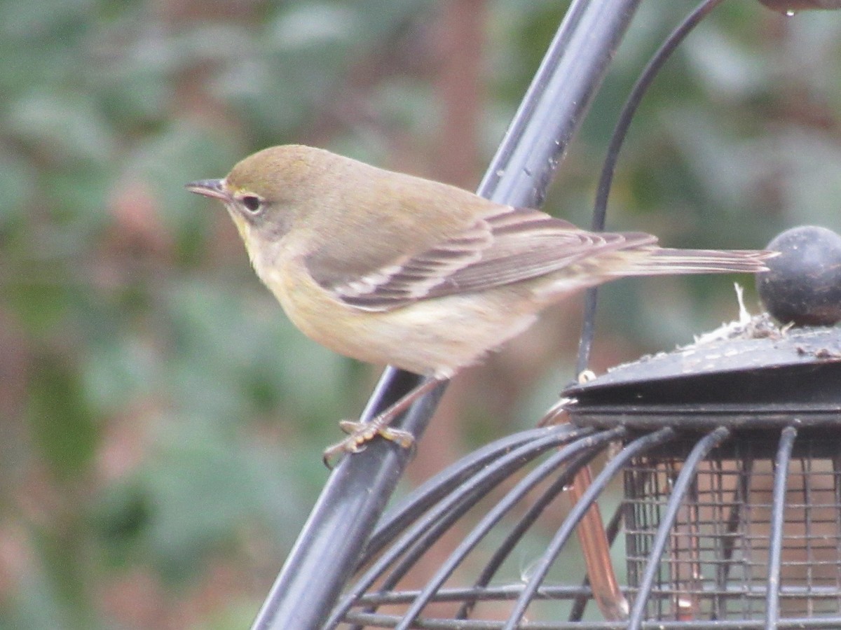 Сосновая древесница - ML646909315