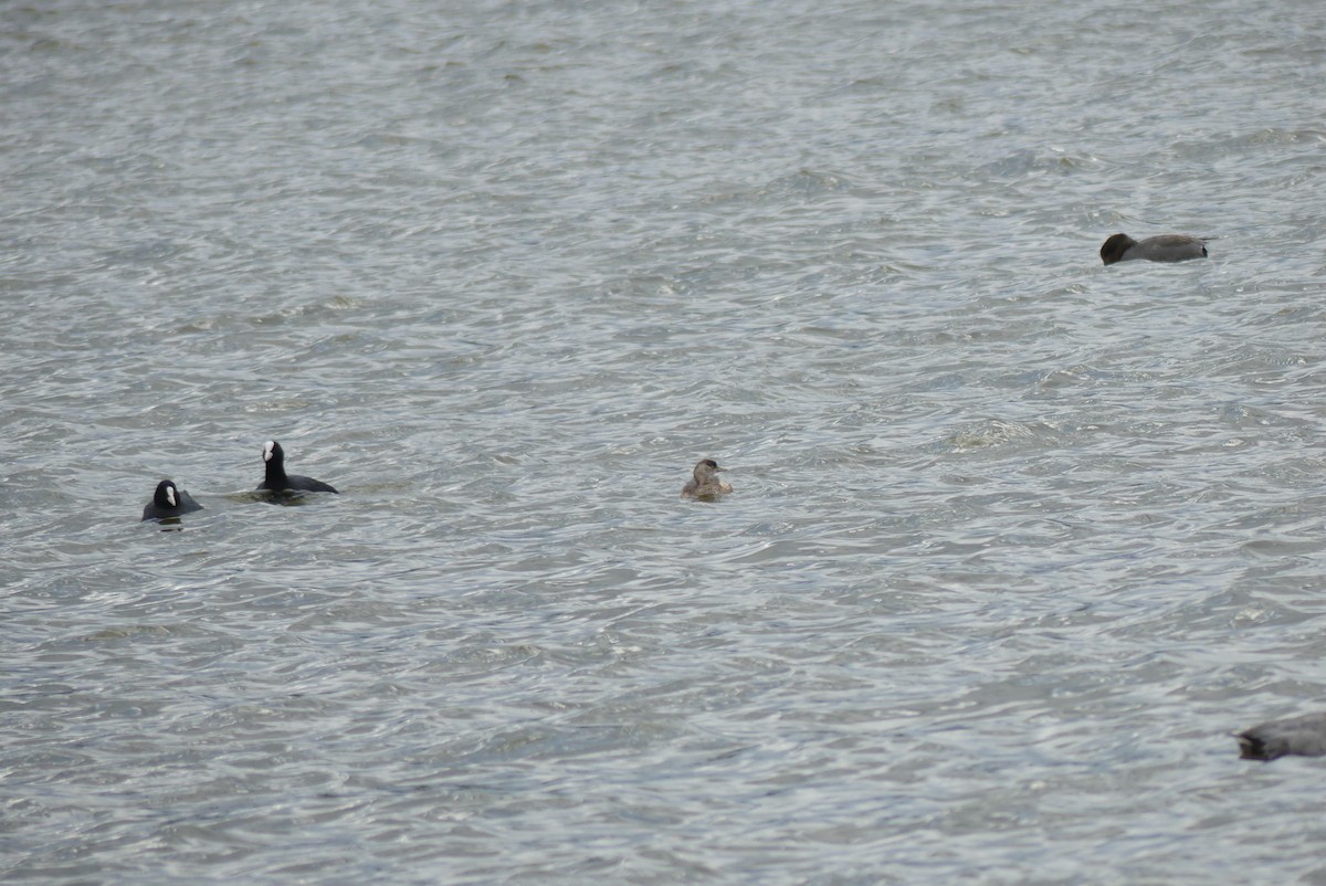 小鸊鷉 - ML646909319