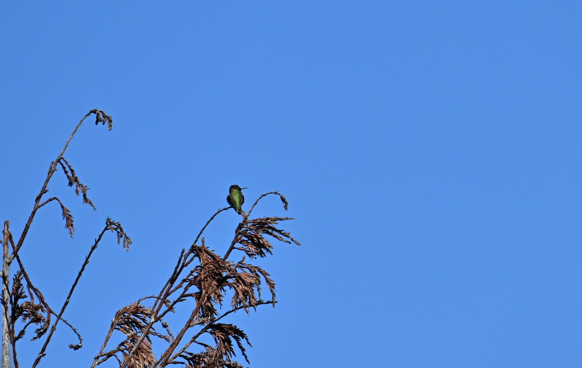 Colibri d'Anna - ML646909323