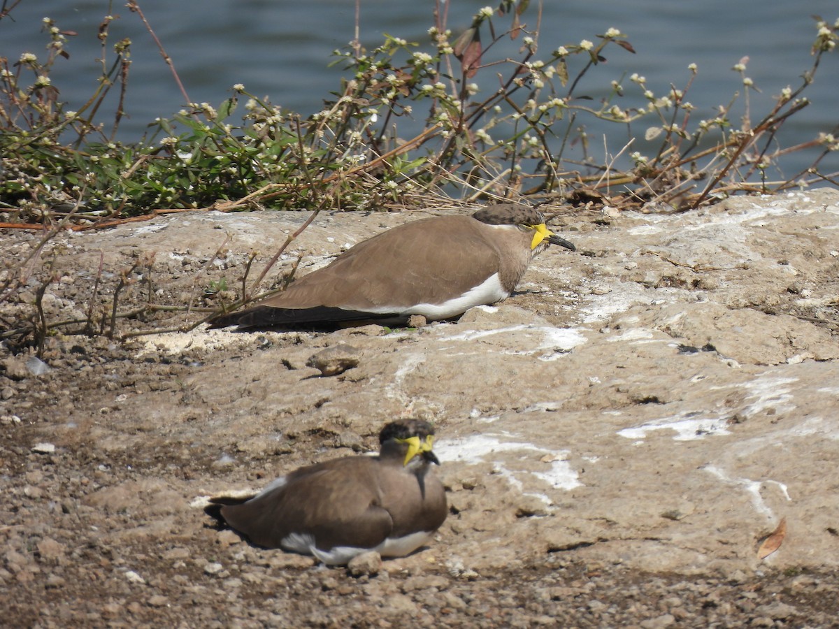 Малабарский чибис - ML646909325