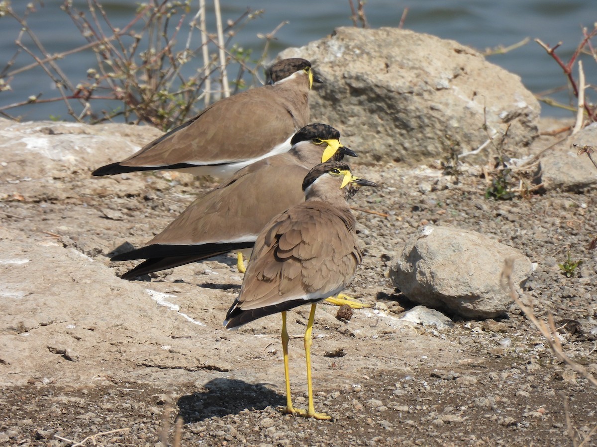 Малабарский чибис - ML646909326