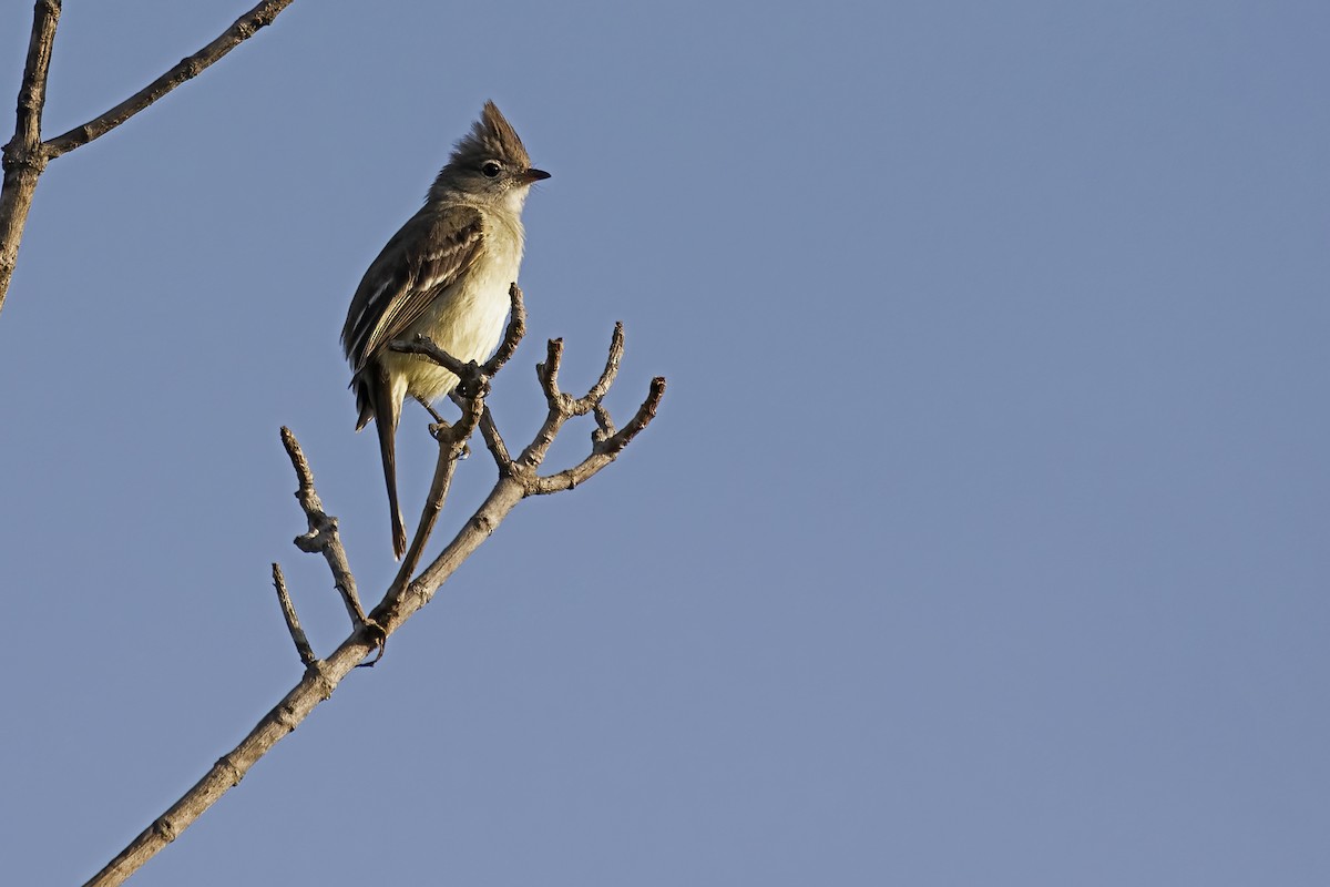 Plain-crested Elaenia - ML646909327