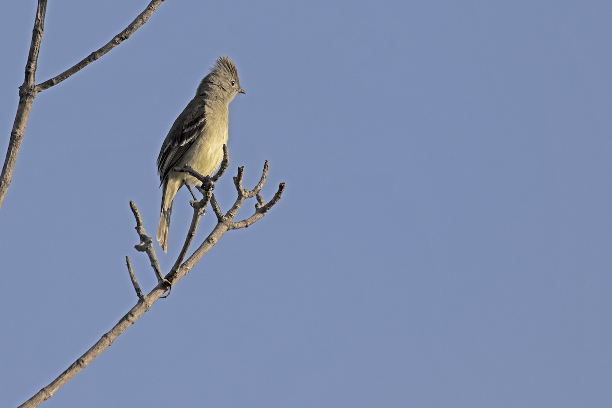 Plain-crested Elaenia - ML646909328