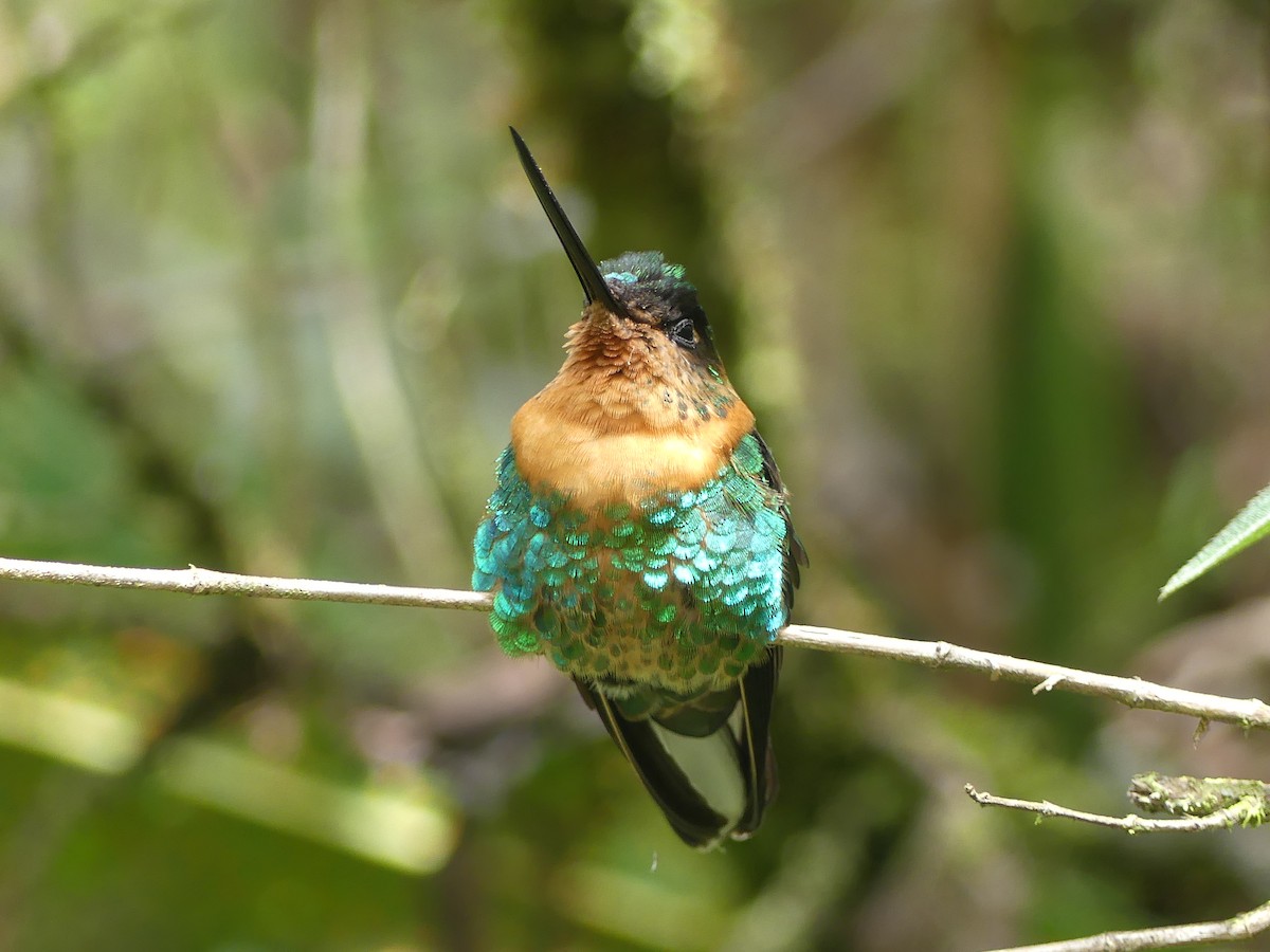 Gould's Inca - ML646909329