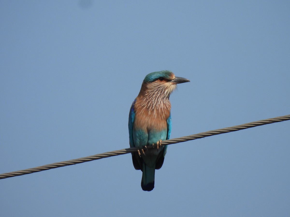 Бенгальская сизоворонка - ML646909333