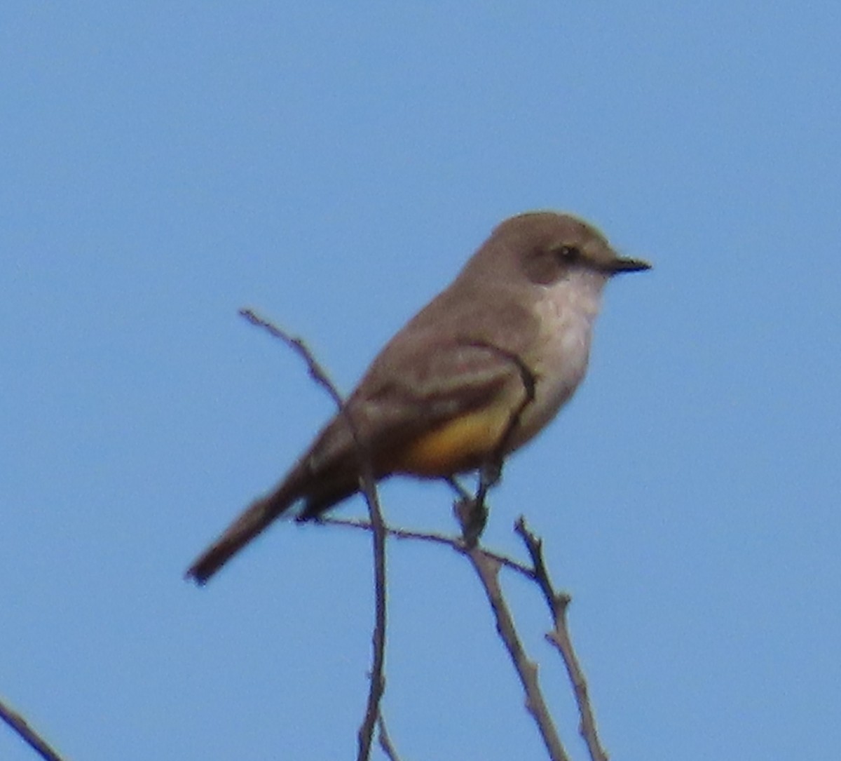 Москверо вогнистий - ML646909334