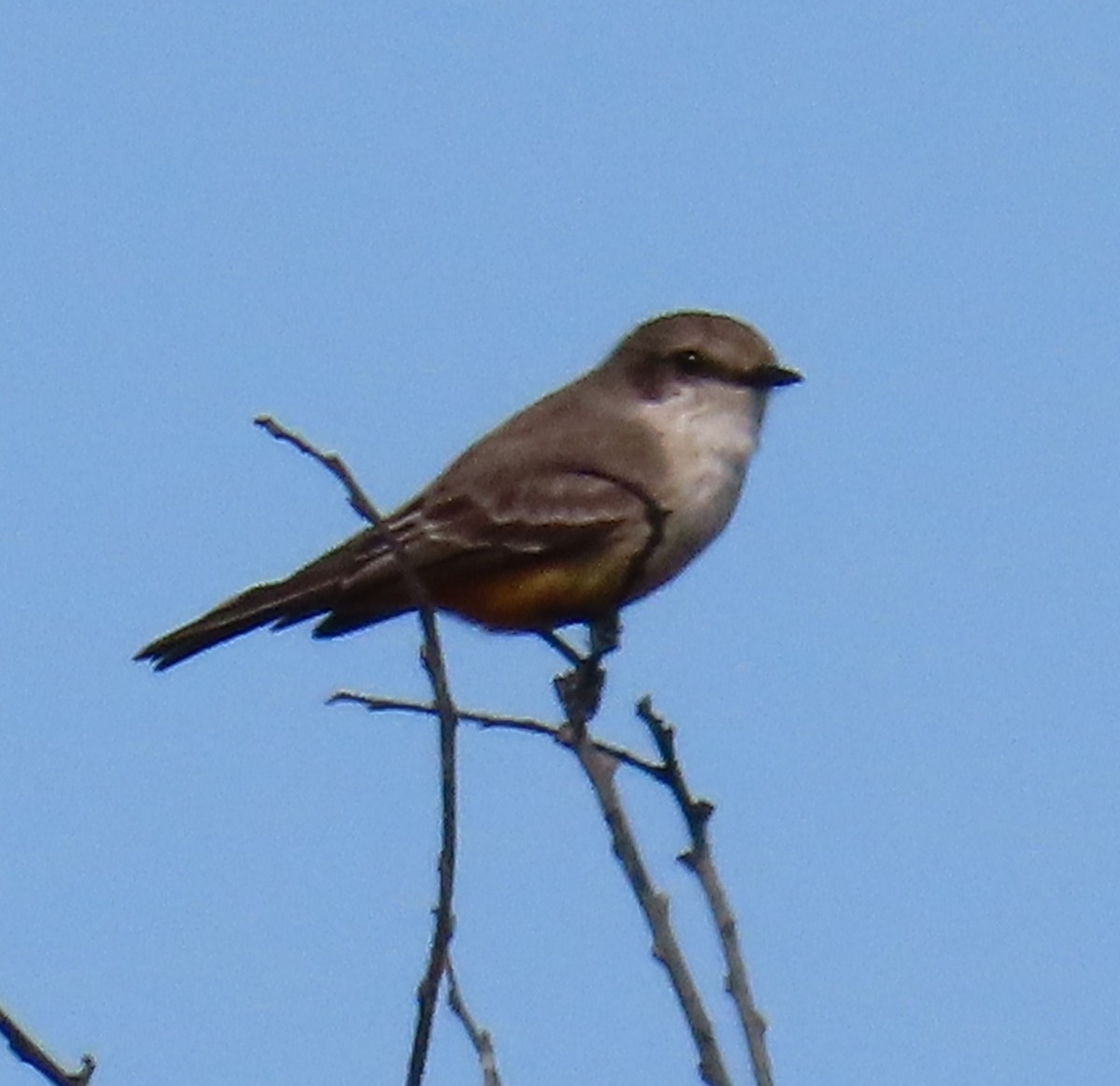 Москверо вогнистий - ML646909335