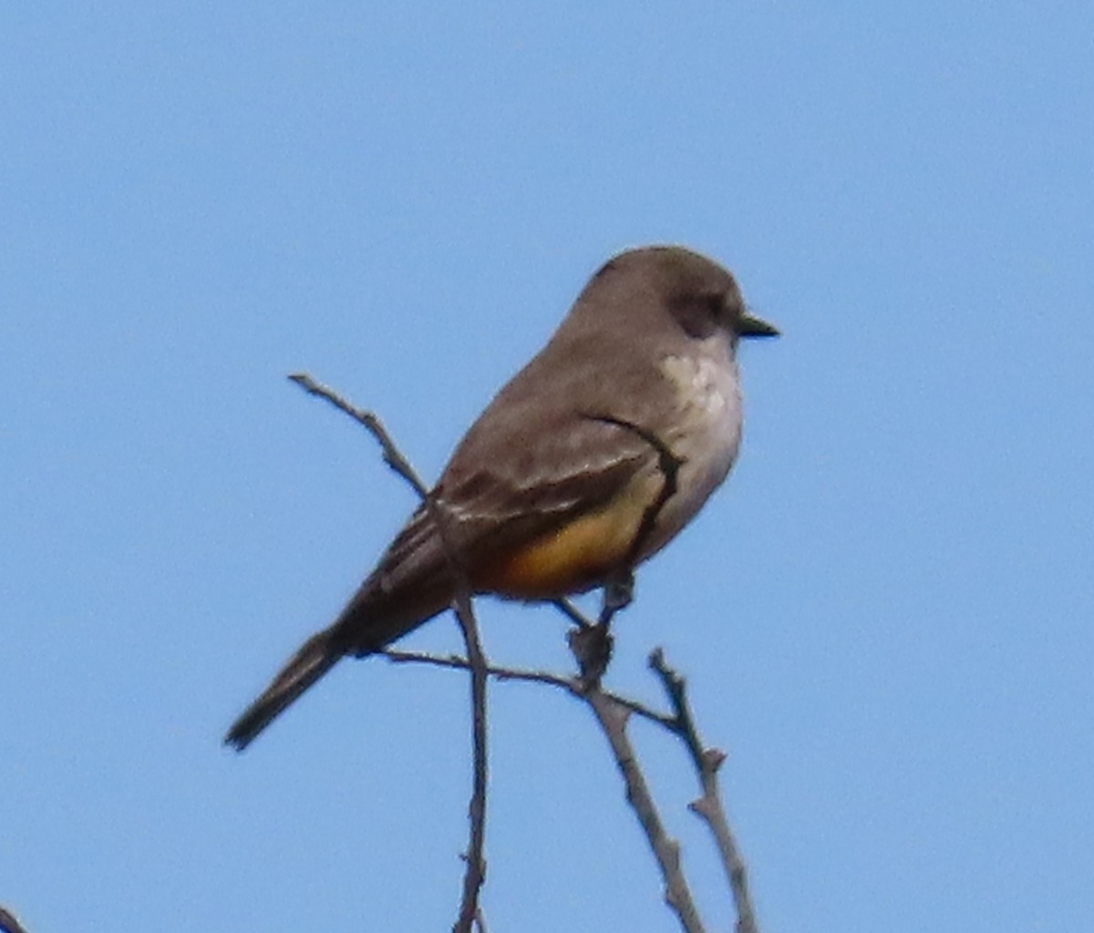 Москверо вогнистий - ML646909336