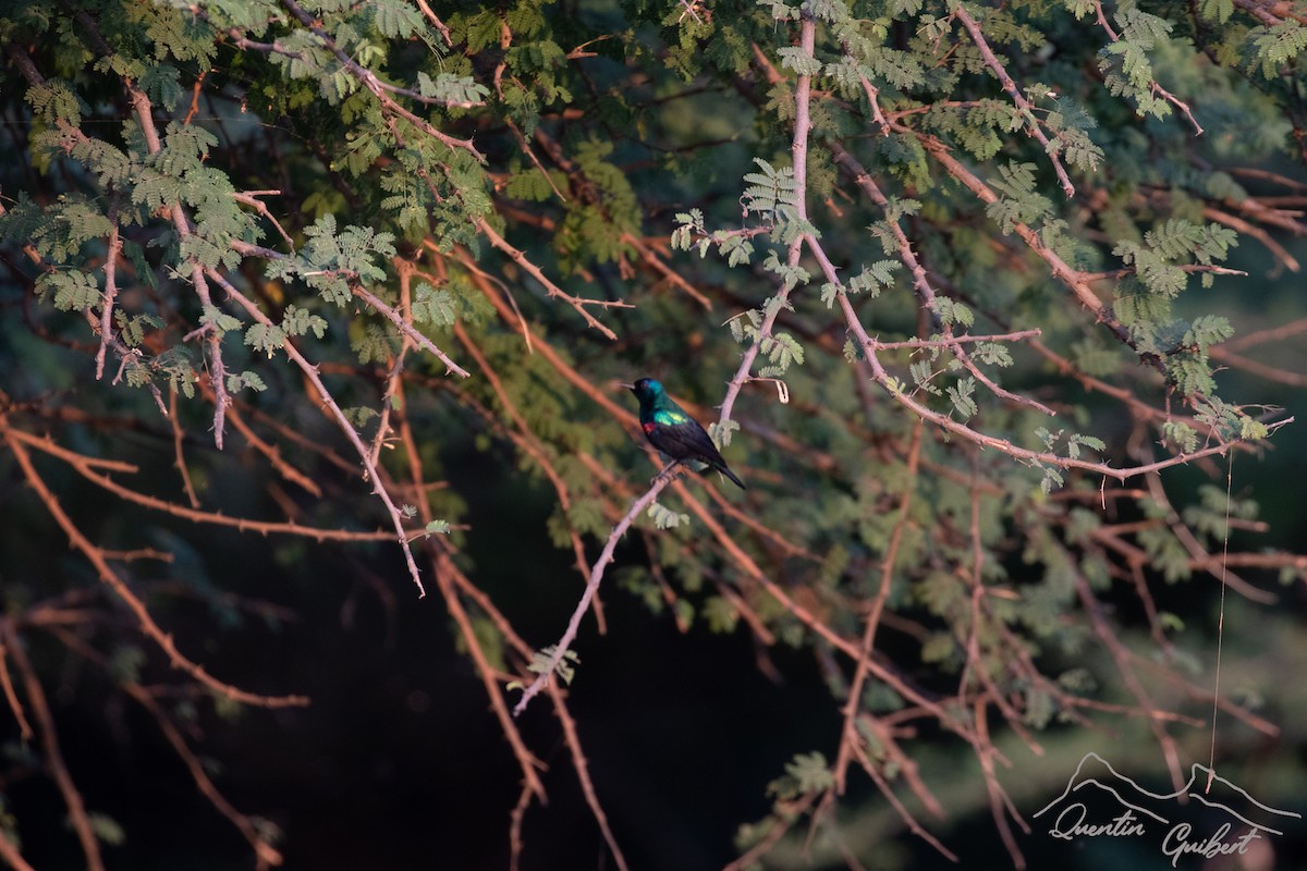 Arabian Sunbird - ML646909349