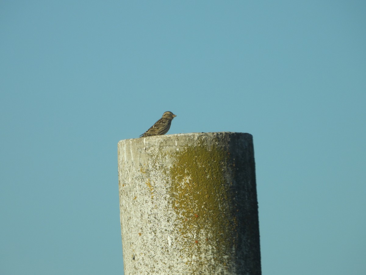 Steinsperling - ML646909374