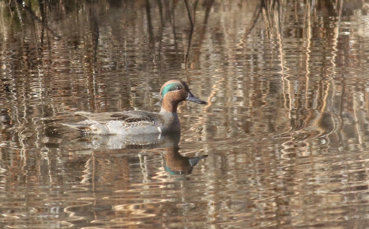 Green-winged Teal - ML646909387