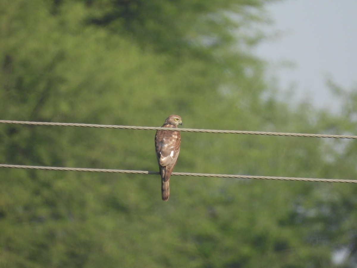 Тювик - ML646909388