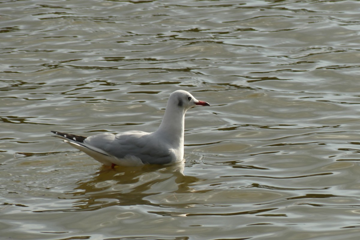 黑尾鷗 - ML646909390