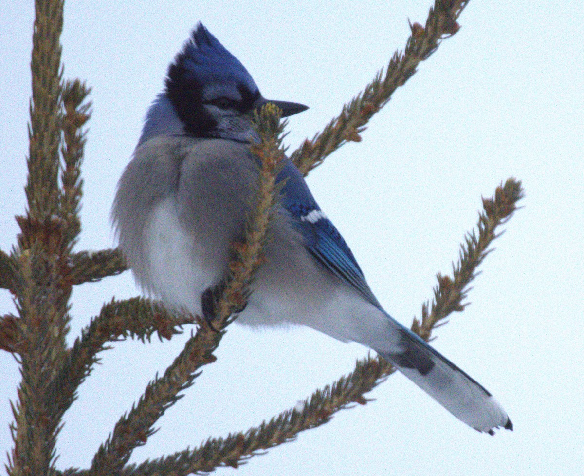 Blue Jay - ML646909397