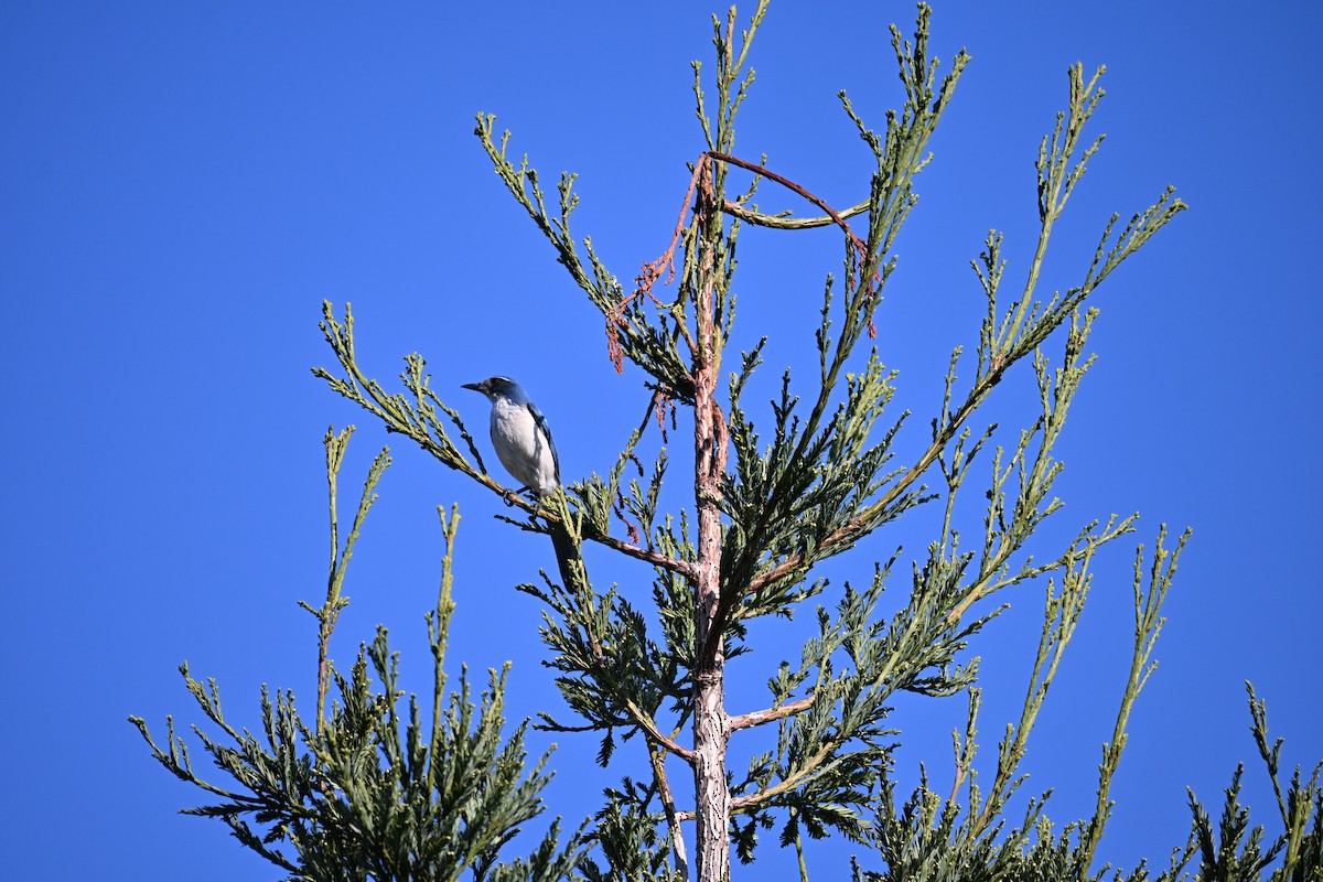 Geai buissonnier - ML646909398