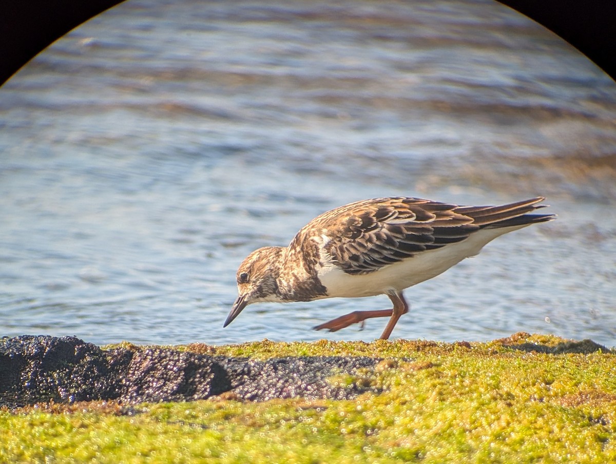 Ruddy Turnstone - ML646909400
