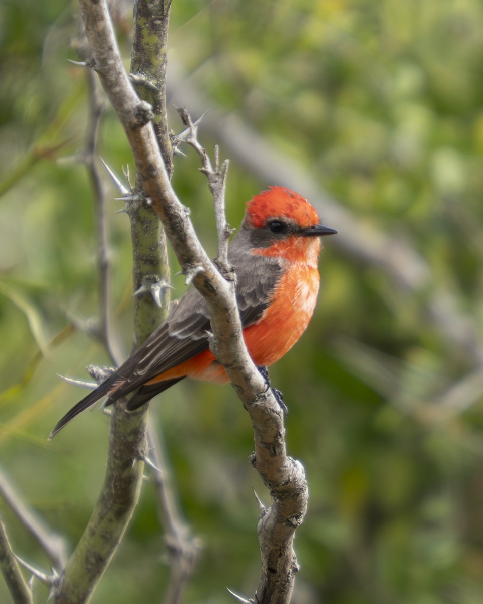 Vermilion Flycatcher - ML646909401