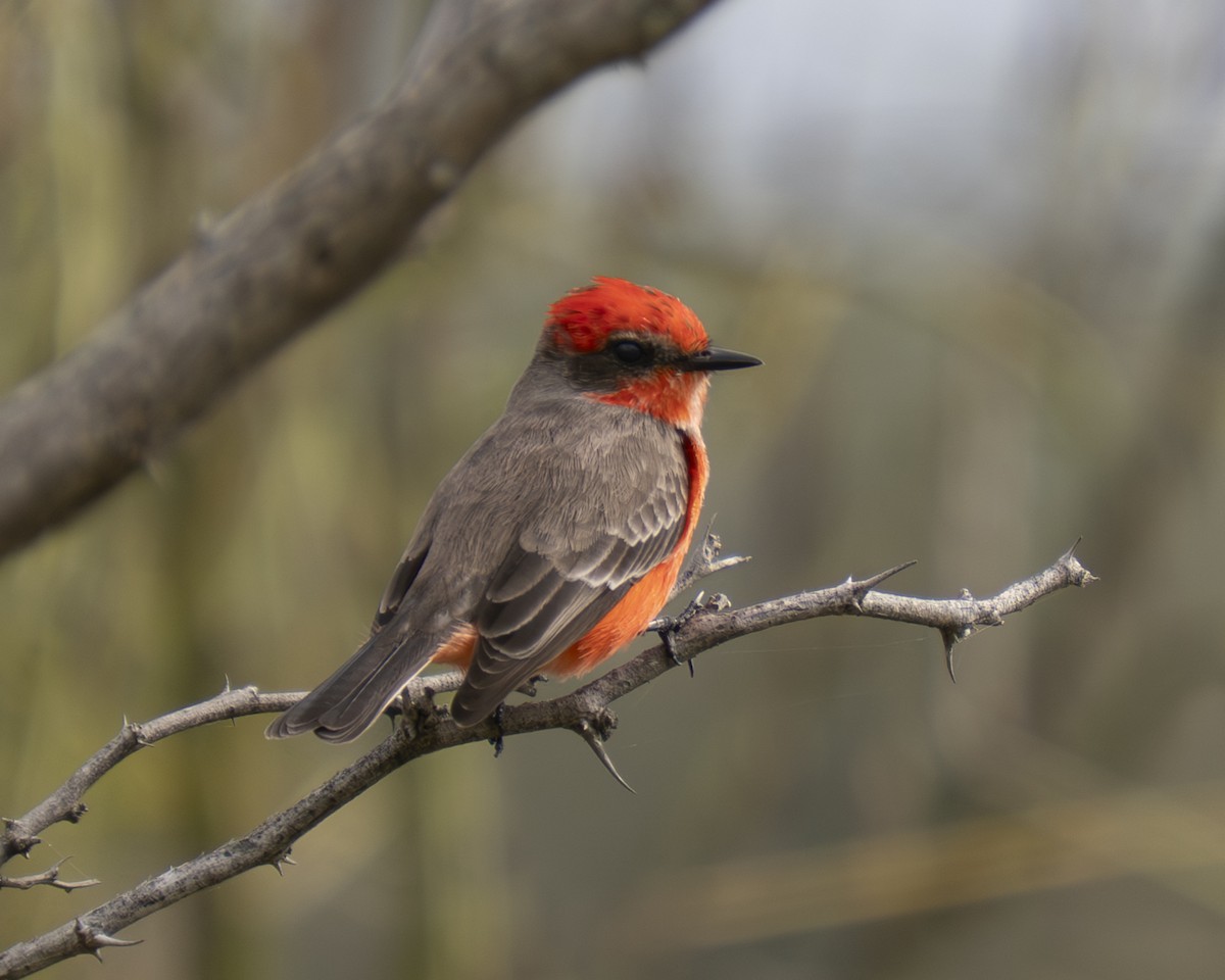 Vermilion Flycatcher - ML646909402