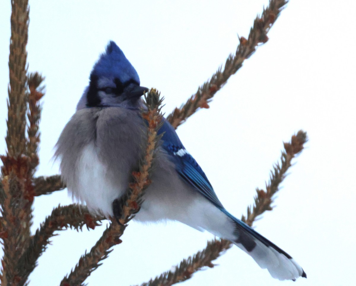 Blue Jay - ML646909403