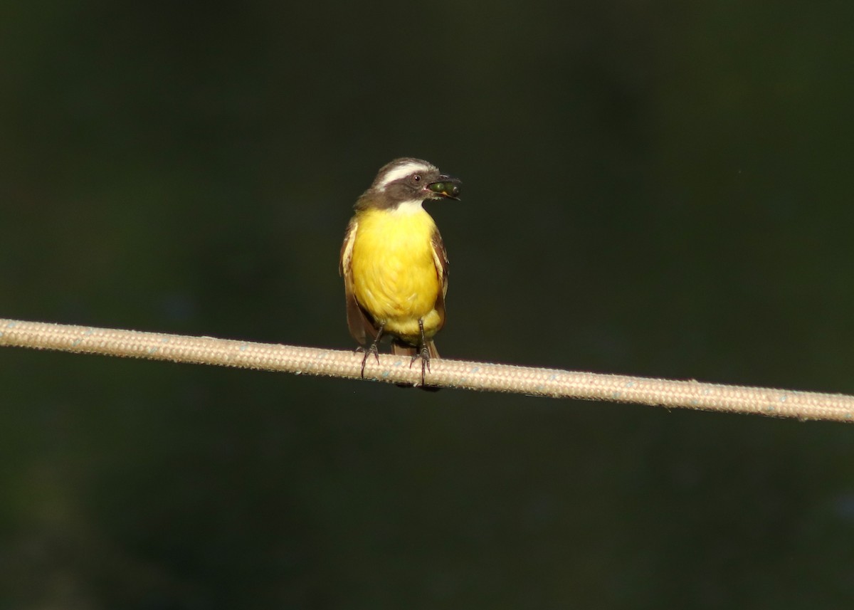 Social Flycatcher - ML646909404