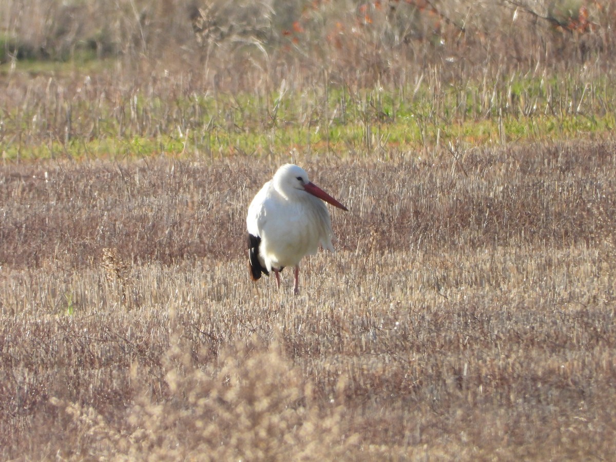 Weißstorch - ML646909405