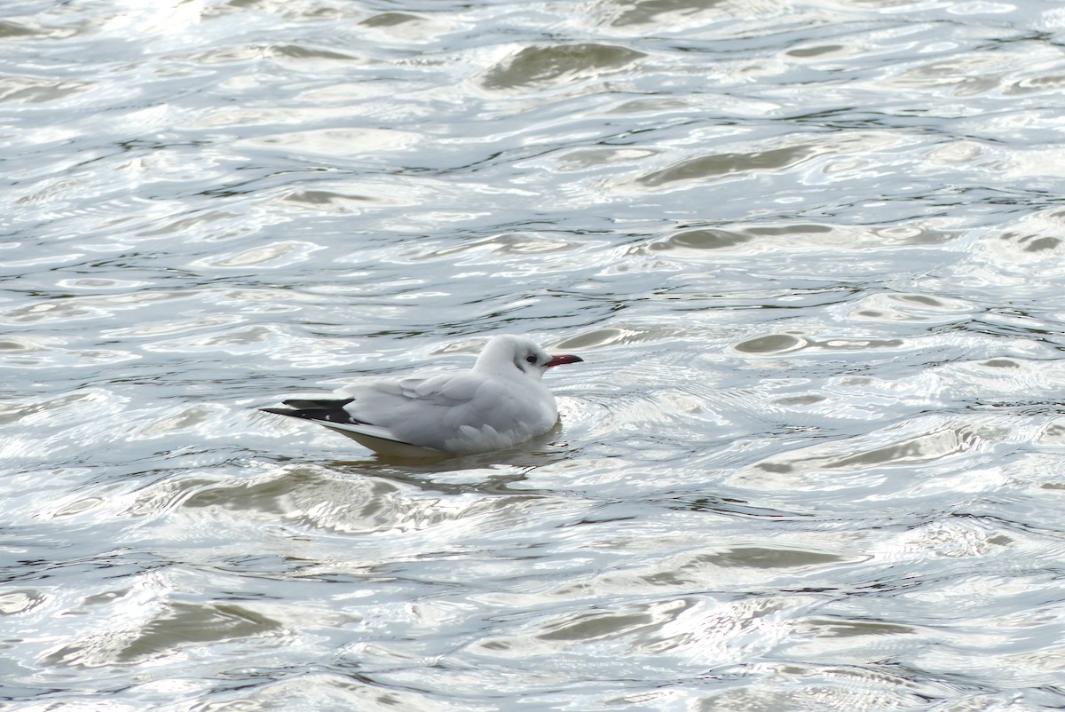 紅嘴鷗 - ML646909408