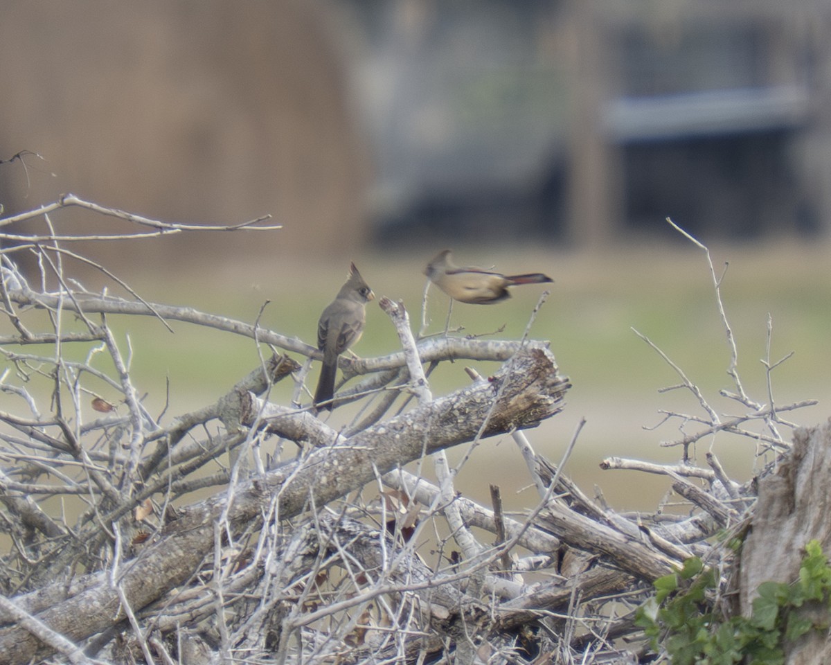 Pyrrhuloxia - ML646909409