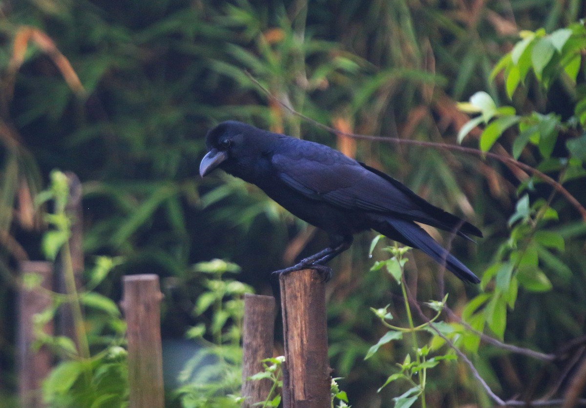 Large-billed Crow - ML646909413