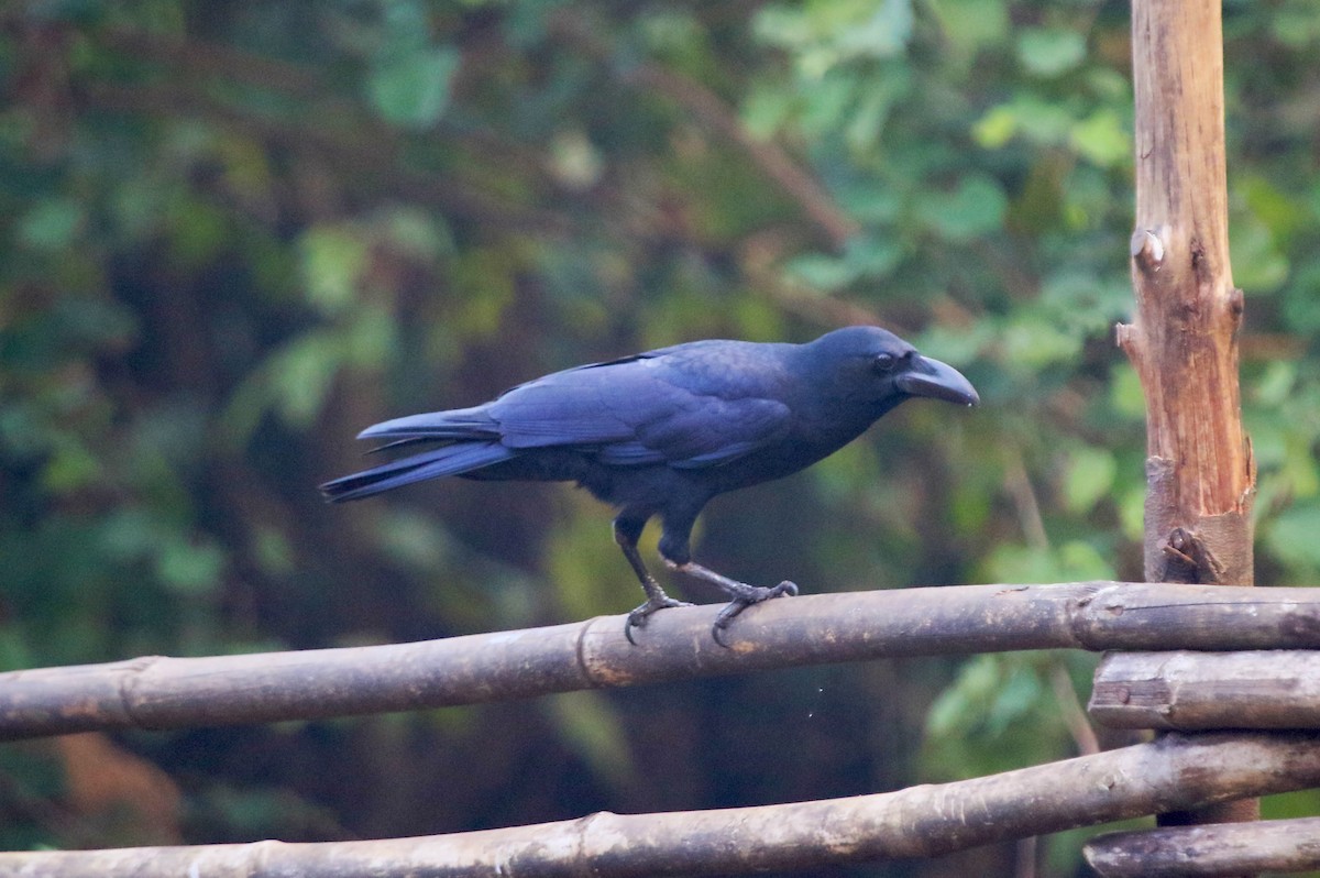 Large-billed Crow - ML646909415