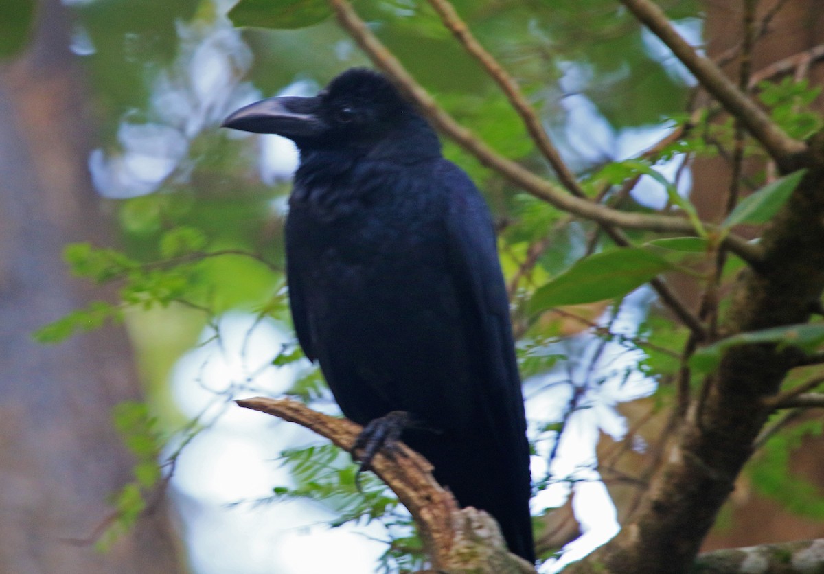 Large-billed Crow - ML646909416