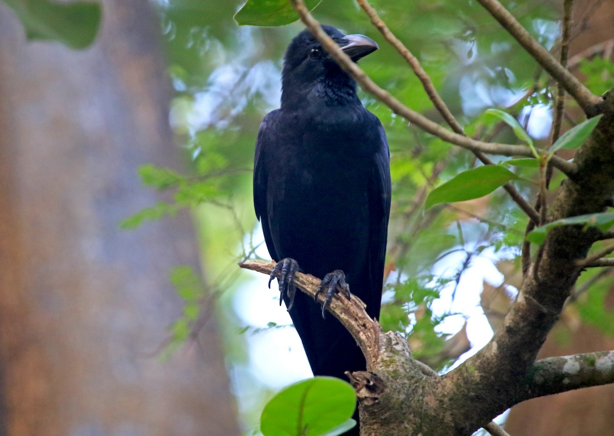 Large-billed Crow - ML646909418