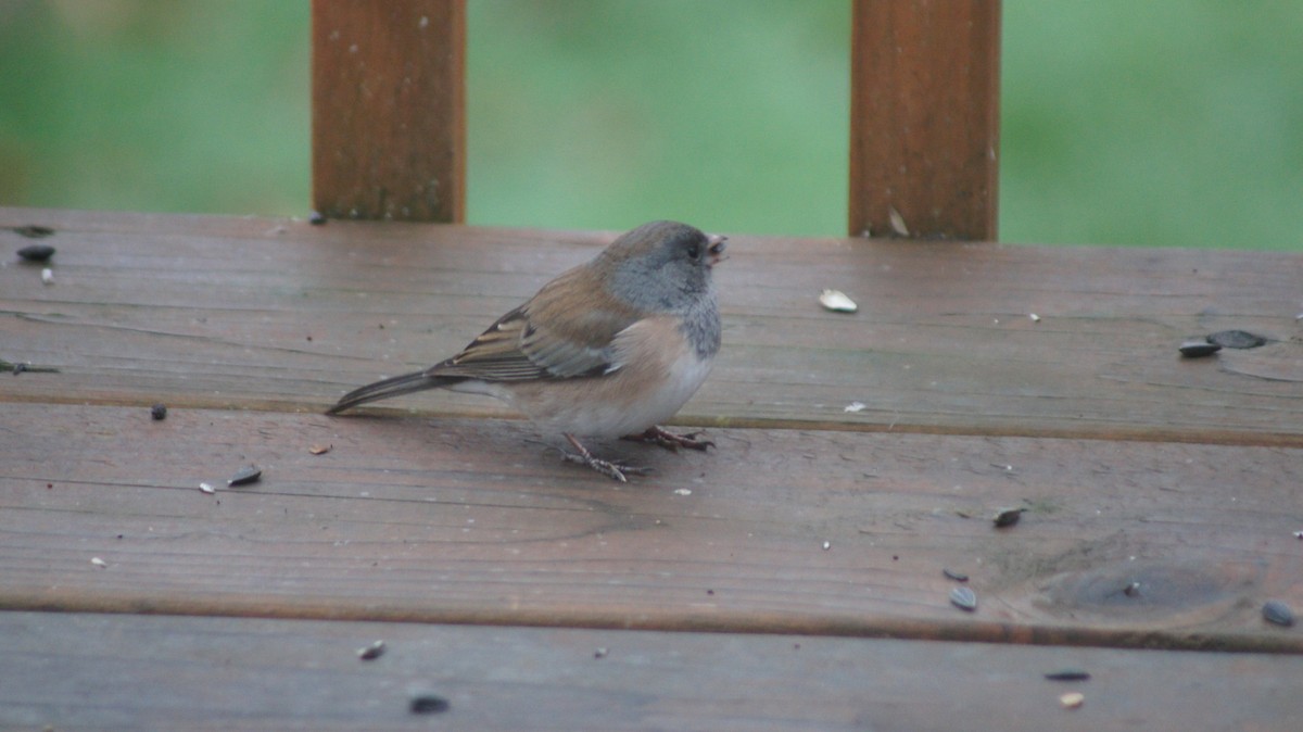 Dark-eyed Junco - ML646909425